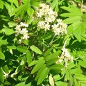 Sorbus domestica